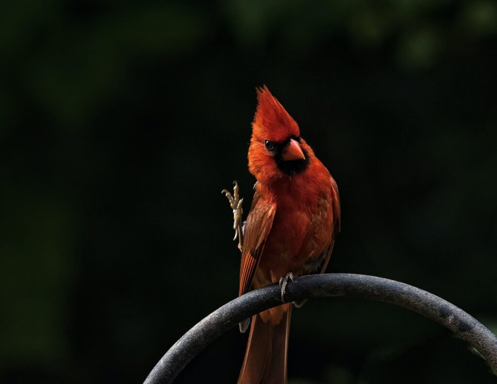 What Are The Best Camping Spots For Bird Watching In Australia?